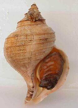 Neptunea pribiloffensis shell.jpg