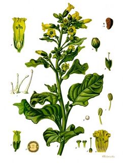 Nicotiana rustica - Köhler–s Medizinal-Pflanzen-226.jpg