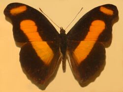 Nymphalidae - Catonephele sabrina.JPG