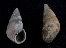 Odostomia tenuis.jpg