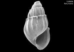 Ovalina piriformis (MNHN-IM-2016-875).jpeg