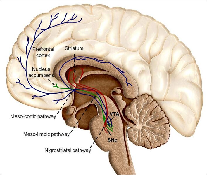 File:Overview of reward structures in the human brain.jpg