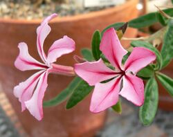 Pachypodium succulentum 4.jpg