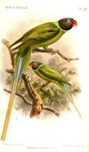 Drawing of two green parrots with dark grey head, blue neck ring, and red beaks