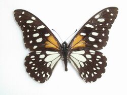Papiliorex Oberthür, 1886.JPG