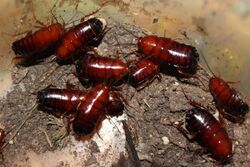 Parcoblatta lata nymphs from NC.jpg