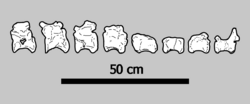 Eight illustrated tail vertebrae laid out in a row, with a 50cm scale bar below them