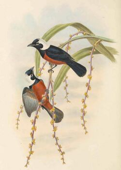 Piezorhynchus richardsii - The Birds of New Guinea (cropped).jpg