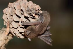 Pipistrellus tenuis by Dibyendu Ash.jpg