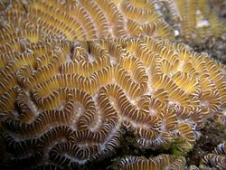 Platygyra lamellina (Hard brain coral).jpg