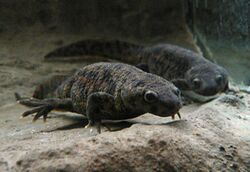 Two grey newts, taken from the front, under water, presumably in an aquarium