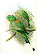 Drawing of two green parrots, one with orange shoulders and a blue and red crown