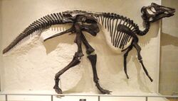Prosaurolophus maximus, Red Deer River, Alberta, collected 1921 by Levi Sternberg - Royal Ontario Museum - DSC09845.JPG