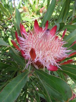 Protea susannae02.jpg
