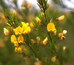 Pultenaea viscidula.jpg