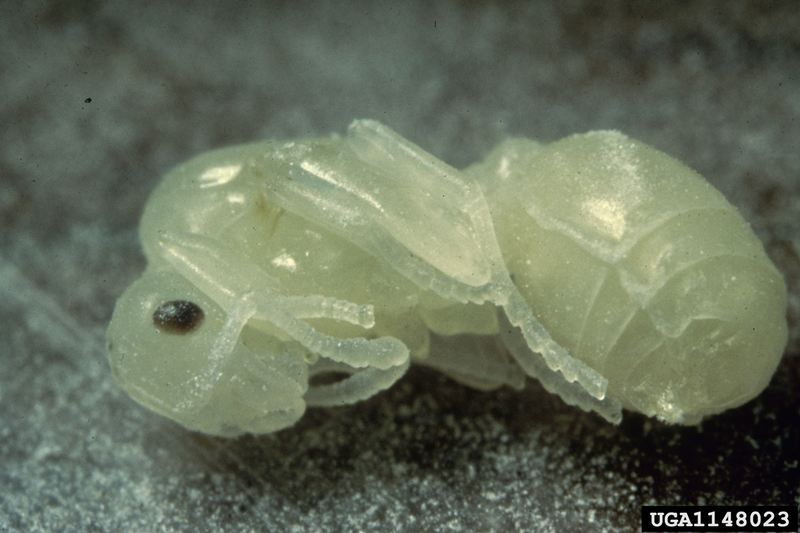 File:Pupae of an S. invicta queen.png