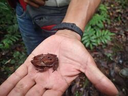 Rhinella roqueana 32302817.jpg