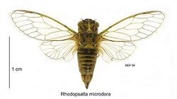 Rhodopsalta microdora female.jpg