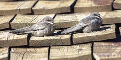 A pair of rock martins on a rooftop
