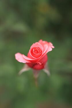 Rose, Carina - Flickr - nekonomania.jpg