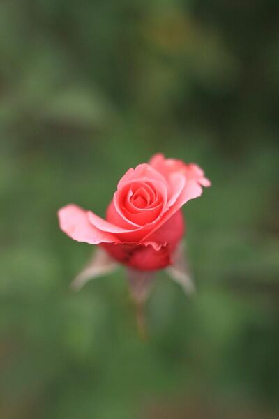 File:Rose, Carina - Flickr - nekonomania.jpg