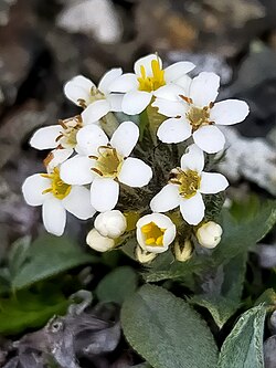 SP111278 Myosotis oreophila Petrie WELT Te Papa 1951289 650079.jpg