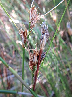 S aureus inflorescence.jpg