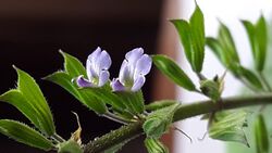 Salvia tiliifolia05.jpg