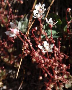 Saxifragabryophora.jpg