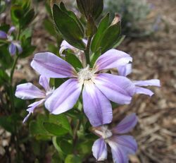 Scaevola platyphylla.jpg