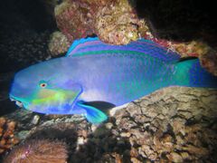 Scarus strongylocephalus Maldives.JPG