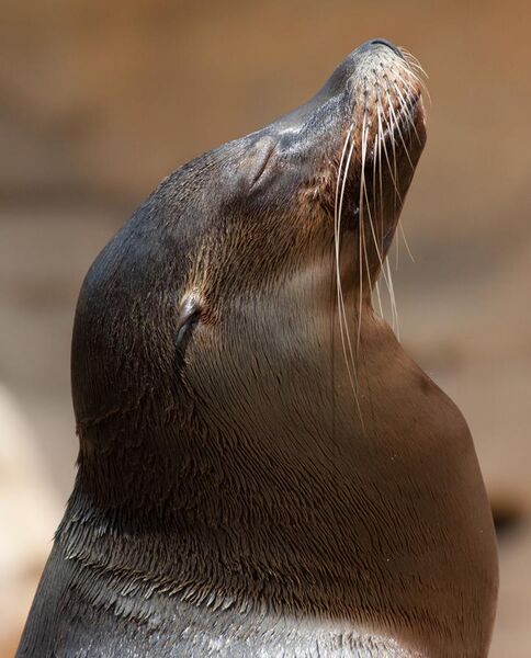 File:Sea lion head.jpg