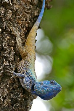 Southern Tree Agama (Acanthocercus atricollis) male (33506684056).jpg