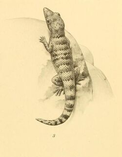 Sphaerodactylus richardsonii 01-Barbour 1921.jpg