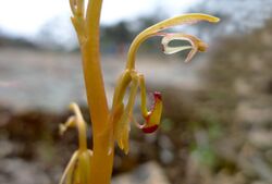 Spiculaea ciliata - Flickr. 003 cropped.jpg