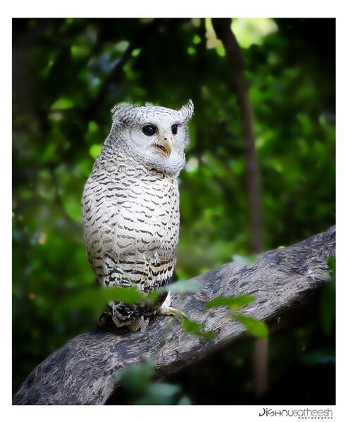 File:Spot bellied Eagle Owl.jpg