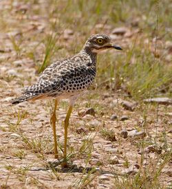 Spotted Thick-knee (Burhinus capensis) (32680086412).jpg