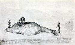 An illustration of a dead Steller's sea cow on its side on a beach, with three men butchering it