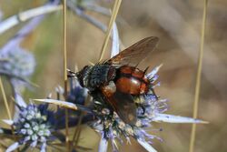 Tachinid fly (Peleteria varia) Macedonia.jpg
