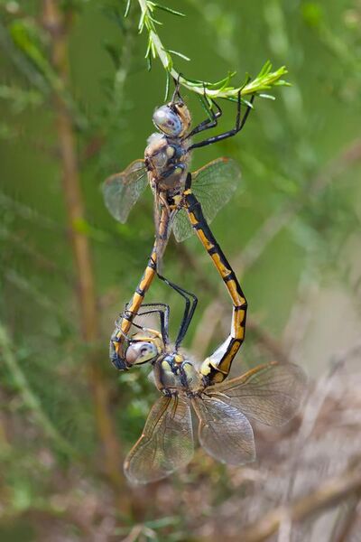 File:Tau emerald dragonflies mating.jpg