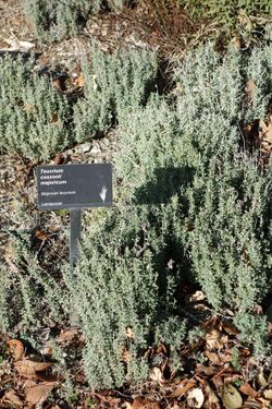 Teucrium cossonii - Leaning Pine Arboretum - DSC05714.JPG