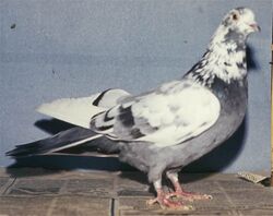The Sverdlovsk blue-gray mottle-headed pigeons.jpg
