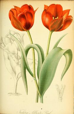 Tulipa alberti Gartenflora 26 t 912 (1877).jpg