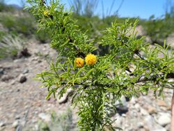 Vachellia vernicosa.jpg