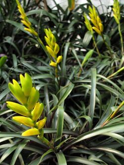 Vriesea bleherae f. atroviolaceifolia (TS) 2-00524.jpg