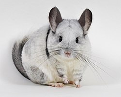 A mosaic chinchilla, one of the various breeds of chinchilla.