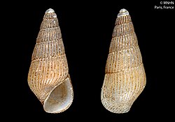 Zebinella vitiensis (MNHN-IM-2000-28383).jpeg