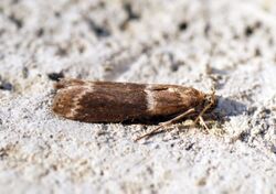 (1433) Cryptoblabes bistriga - Flickr - Bennyboymothman.jpg