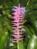 水塔花屬 Billbergia euphemiae -墨爾本 Fitzroy Gardens, Melbourne- (9152017972).jpg