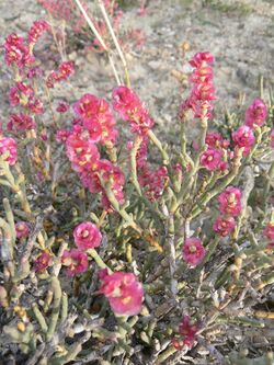 -0591 Anabasis articulata, désert d'Almeria, Espagne P1110397.JPG